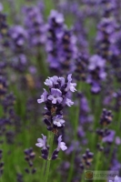 Lavandula angustifolia 'Sophia' -- Lavendel